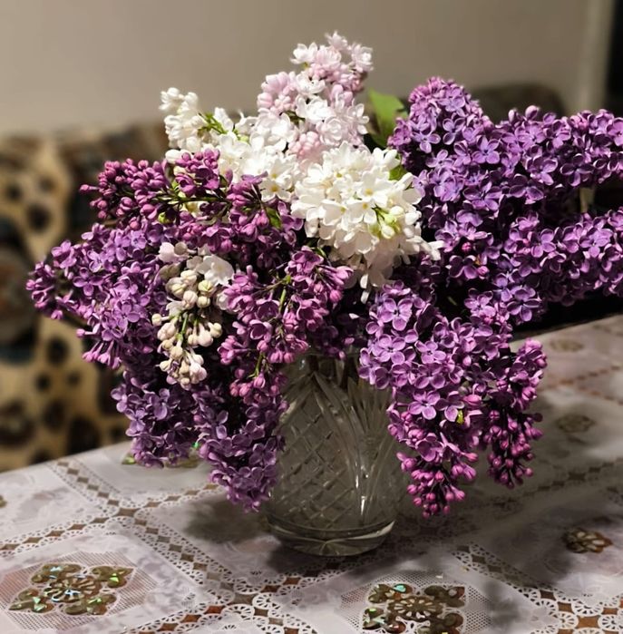Продам колированную  сирень