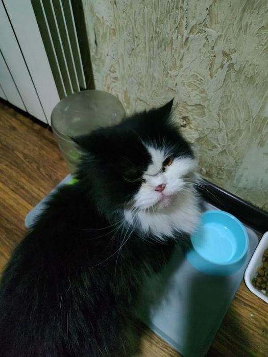 Персидская кошка ищет дом