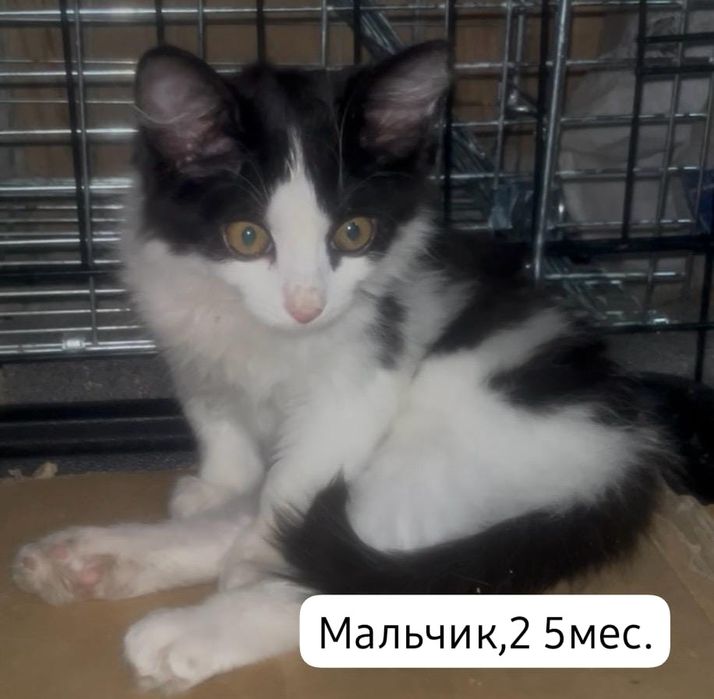 Котята бесплатно