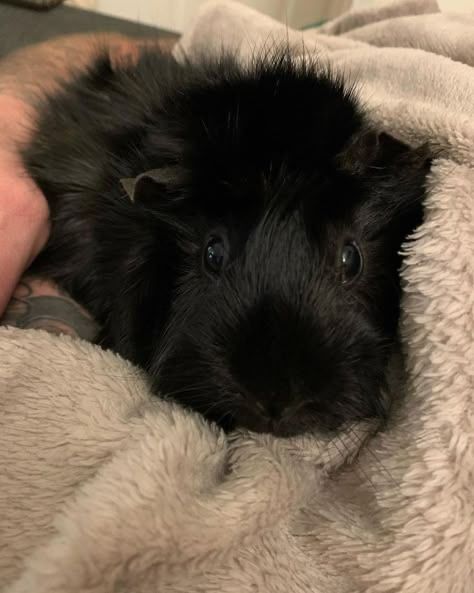 Морская свинка мальчик