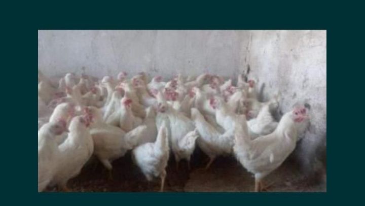 Куры Несушки Легорн