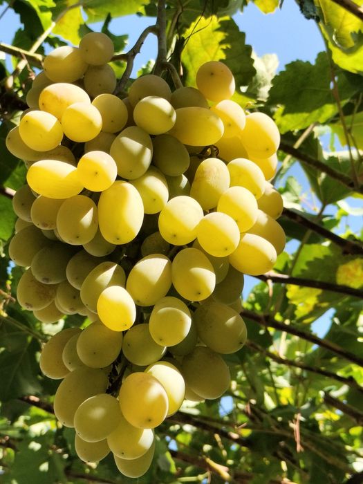 Продам виноград дамский пальчик