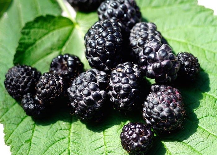 Малина Черно бижу