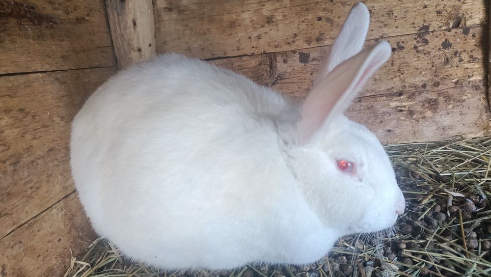 Продам кроликов разных возрастов.