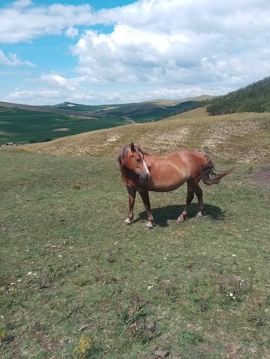Vand o iapa și o mânză