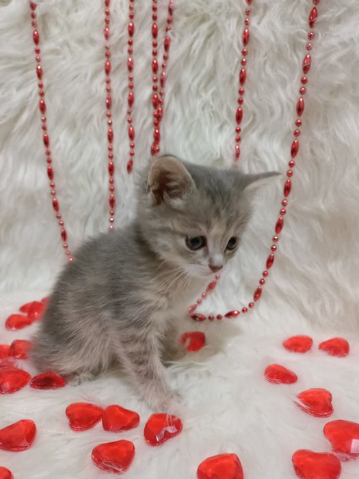 Продам шотландских девочек