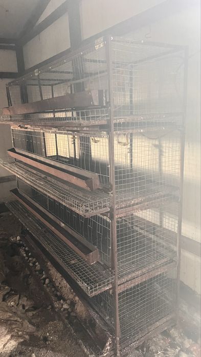 Брудер и сетка для курей Ломан Браун несушек