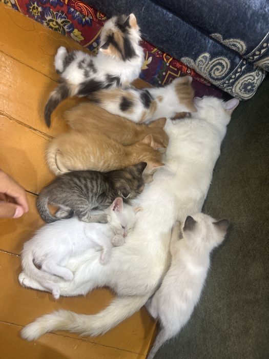 Mushuk, котики, отдаю срочно,