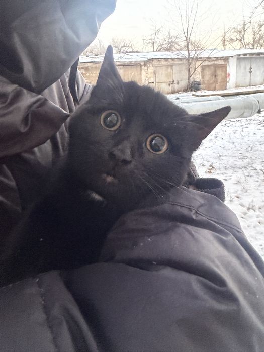 Кошечка в добрые руки