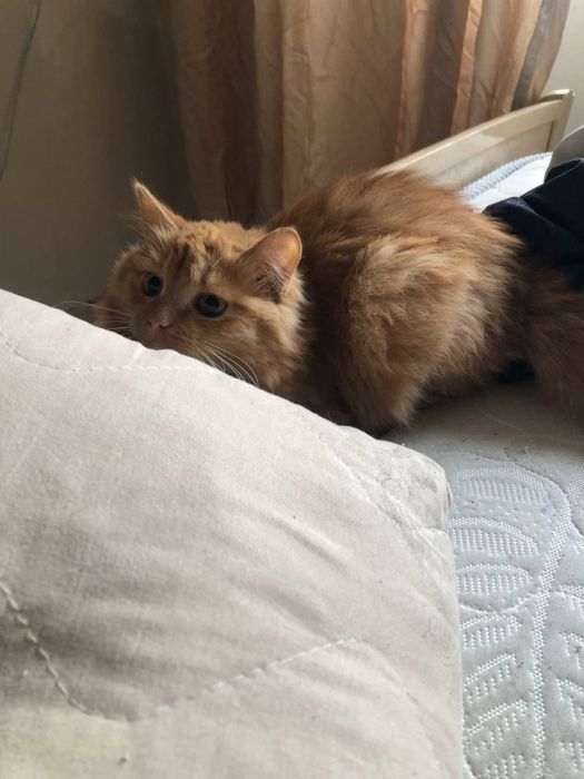 Кошка Сэнди………….