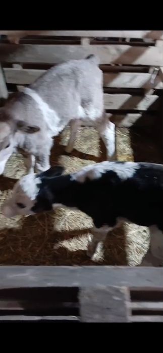 Телята . Ургашы бузаулар сатылады.