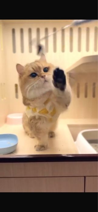 Вязка манчкин с родословной привозной