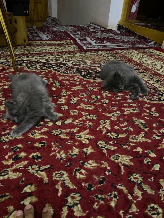 Scottish mushuklar sotiladi