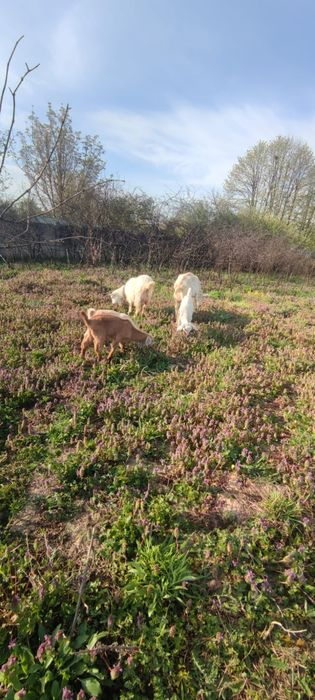 Capre cu iezi tinere