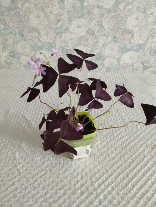 Продам кислицу, бабочки