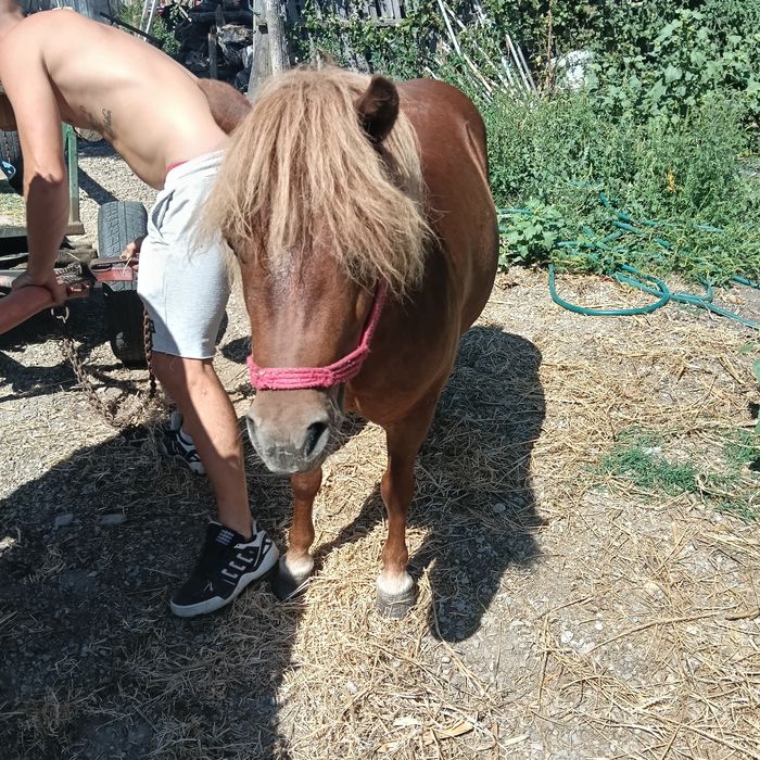 Caută proprietar nou