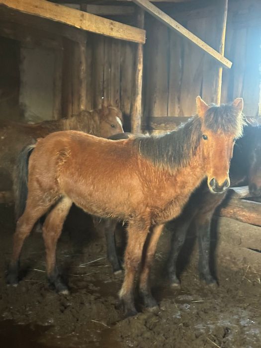 Семіз тайлар сатылады