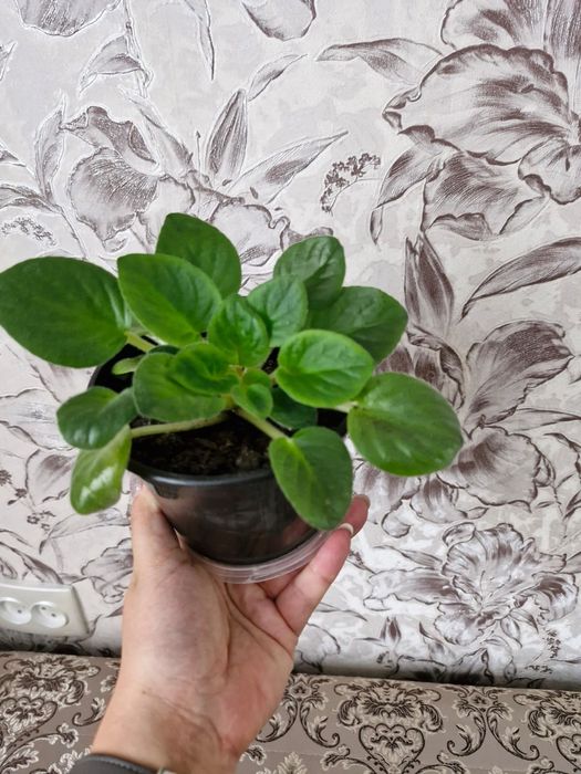 Продам цветы домашние.