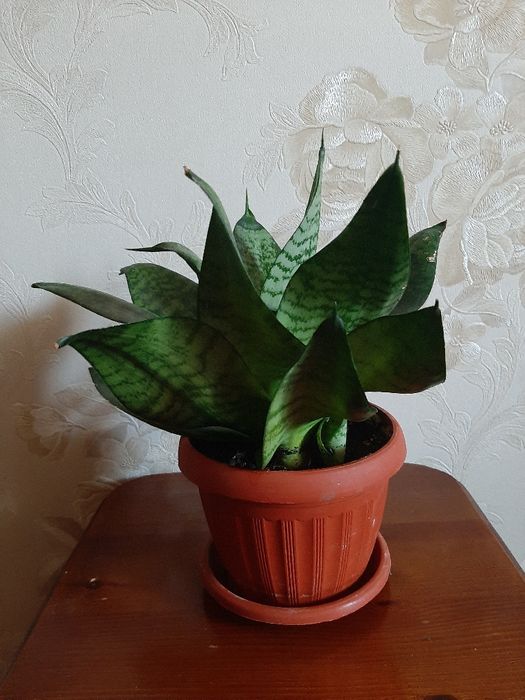 Сансивиерия (Sansevieria)