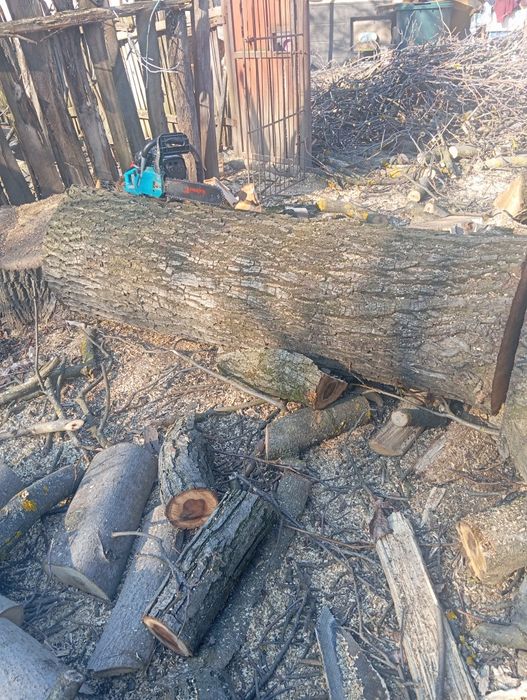 Nuc bătrân sănătos este verde