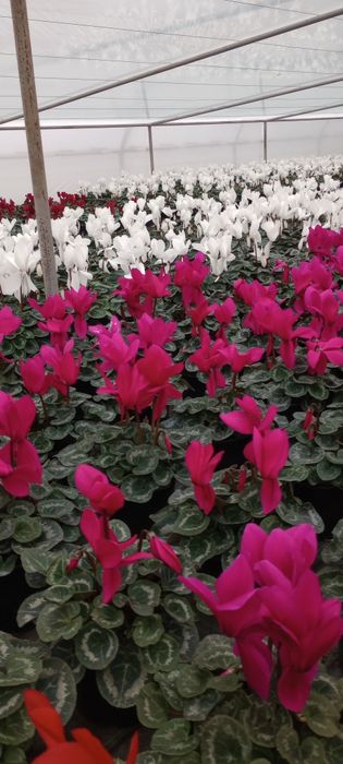 Zambile ,lalele, primule