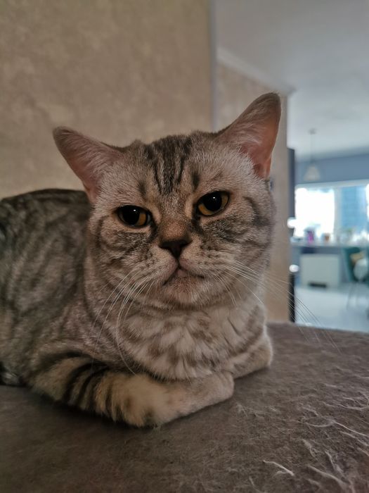 Шотландская кошка прямоухая