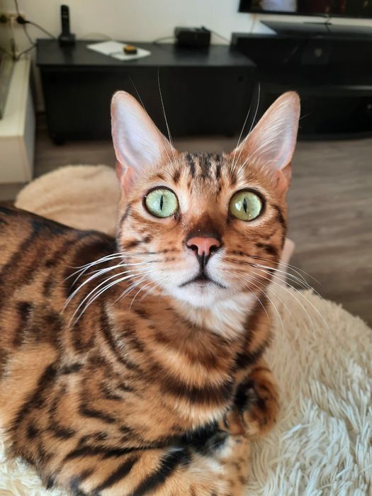 Бенгальский кот на вязку