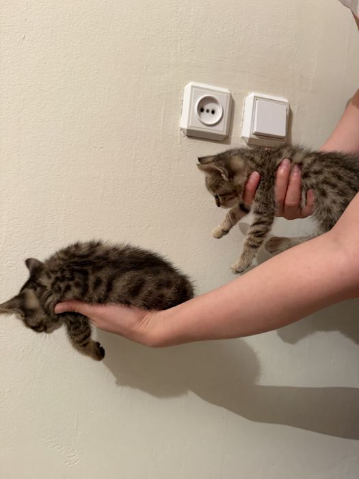 отдам котят в добрые руки