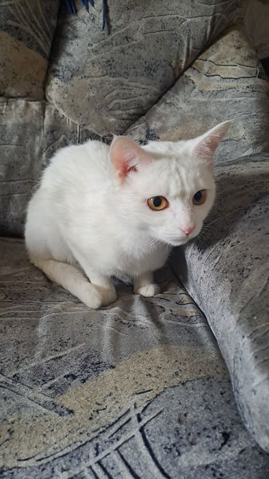 Кошка,Девочка,1,8месяц домашний