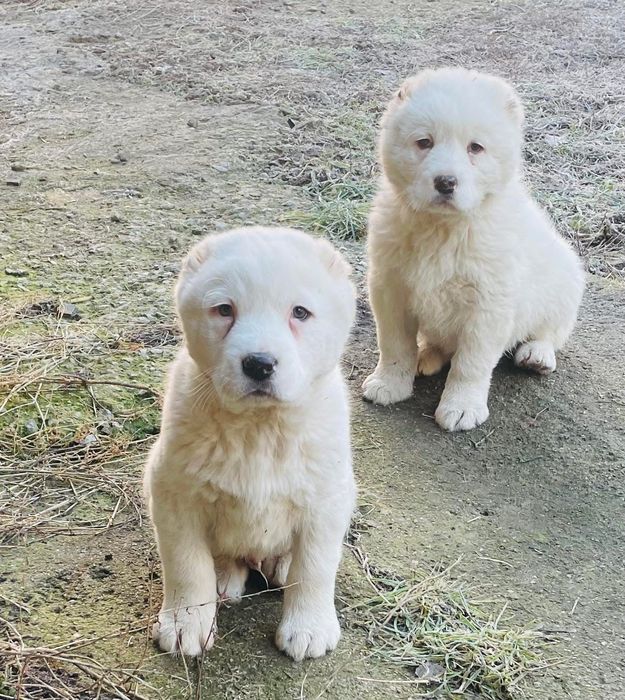 Алабай(средноазиатска овчарка)