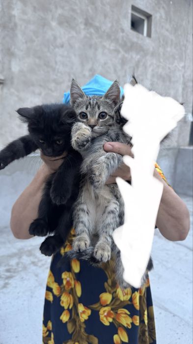 Отдам бесплатно котят-девочек