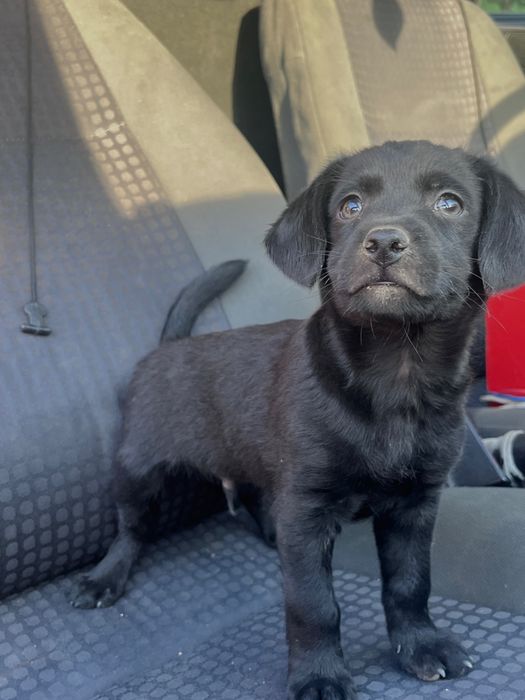 Adopție, cățeluși