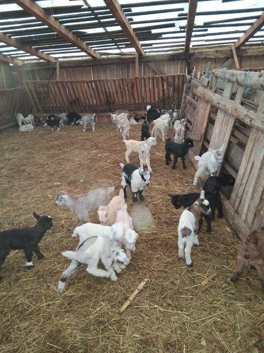 De vanzare sau schimb