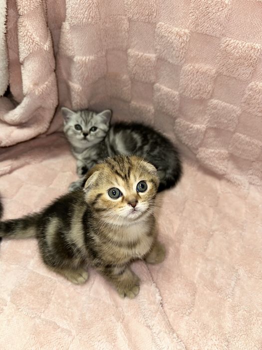 Вислоухие котята