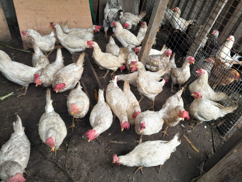 Продам домашние курицы