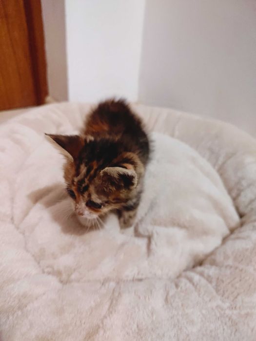 Pisica spre adopție