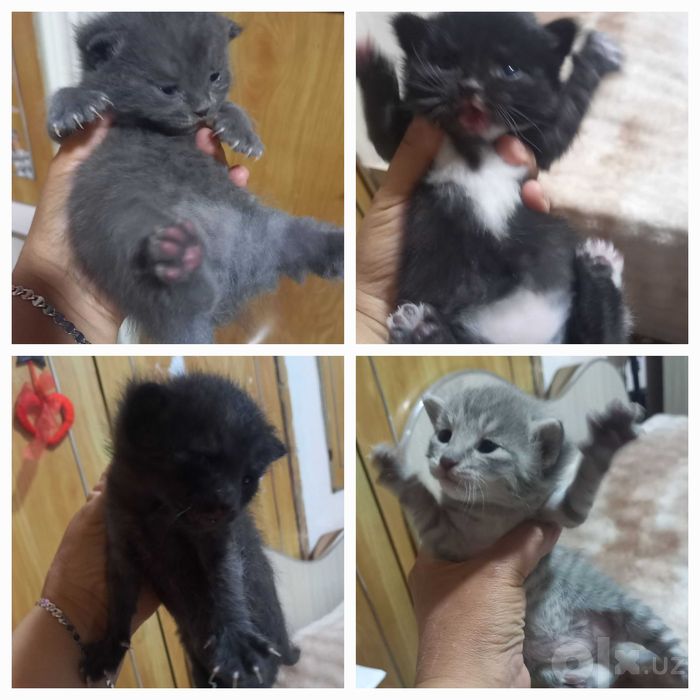 Отдам даром котят