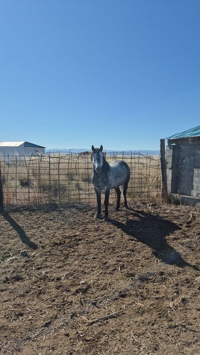 6 жасар Айғыр сатылады