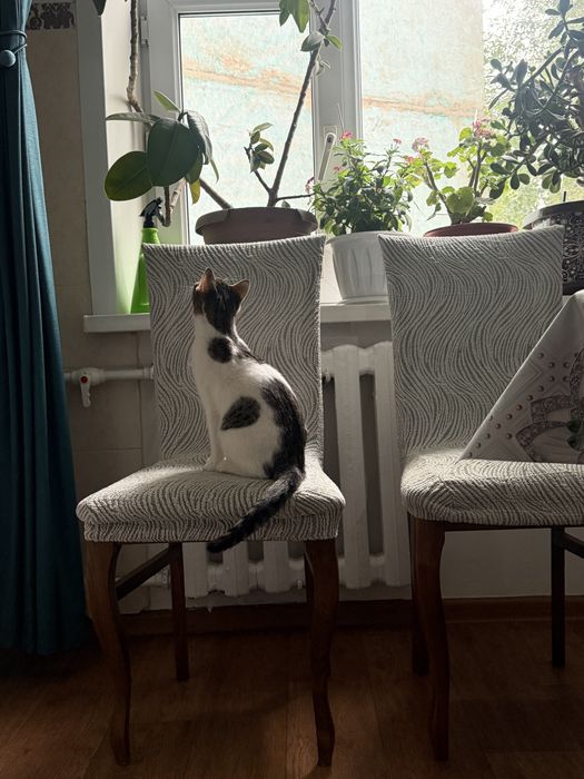 Игривый котенок бесплатно