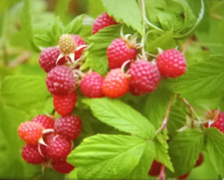 Butasi de zmeur ,mur și drajoni de capsune .Targoviste