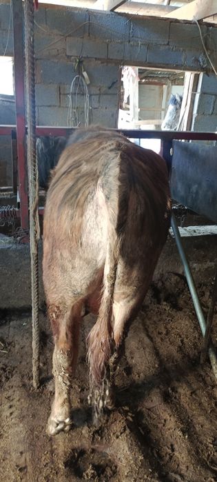 Продаю быка возрость полтарашка