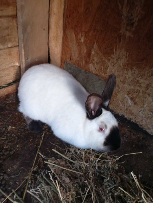 Vand iepuri rasa Californian