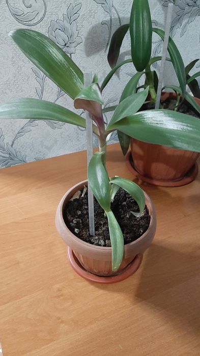 Комнатные цветы для дома