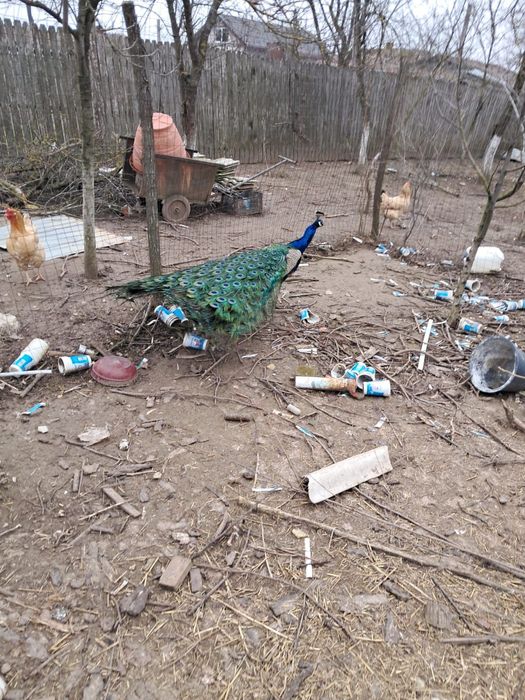 Vând păun și păuniță