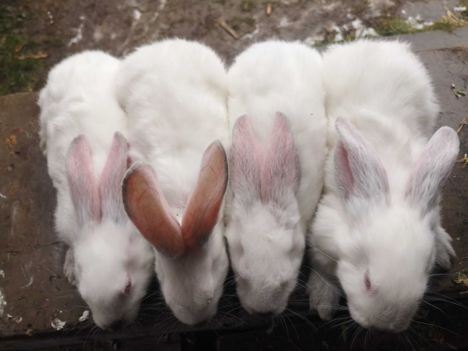 Iepuri Hycole Francez - rasă bună pentru carne!