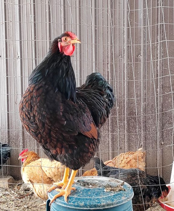 Cocoș Wyandotte negru-rosu