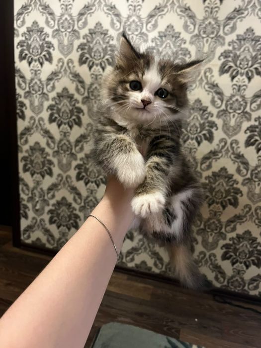 Животные домашние