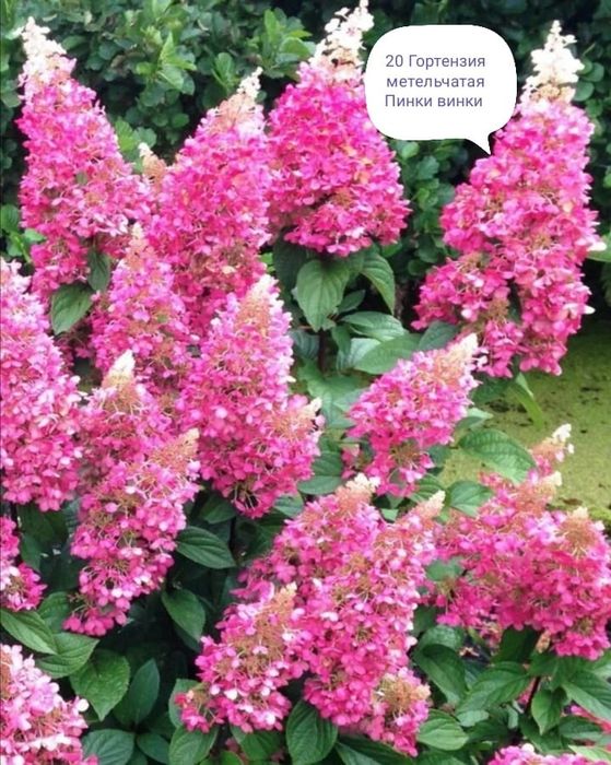 Продам черенки гортензий