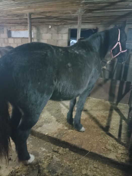 Продам лошадей 3 головы