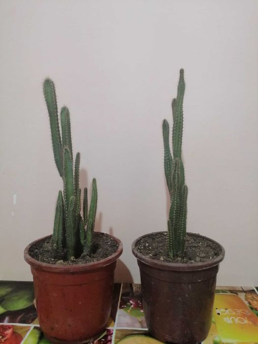 Комнатные цветы. Хона гуллари